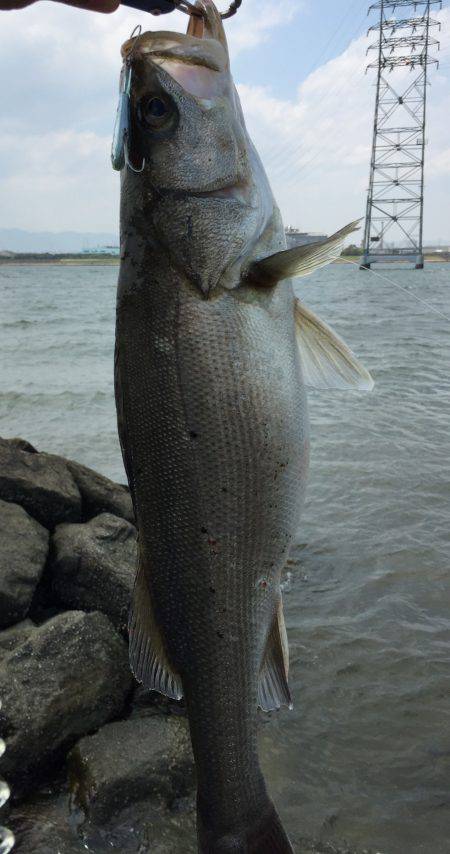 マイクロベイトパターン