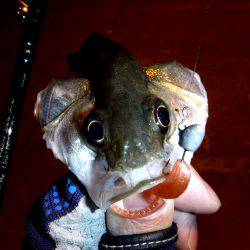 シーバスフィッシング