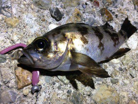 釣ったら帰る！