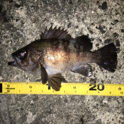 久しぶりに納得サイズ