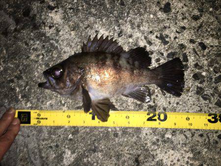 久しぶりに納得サイズ