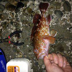 ガッシー釣ったぞー