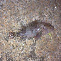 ガシラさん(´･Д･)