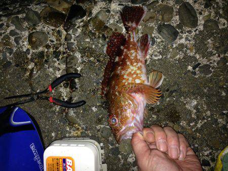 ガッシー釣ったぞー