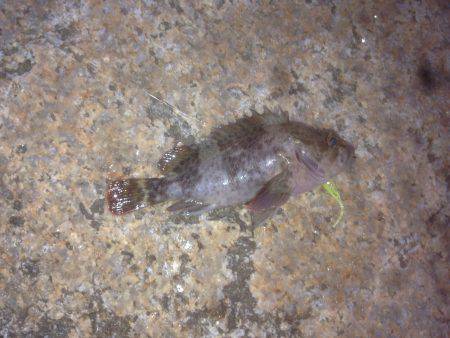 ガシラさん(´･Д･)