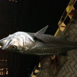 サイズUPは難しいです…。