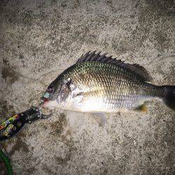 淀川キビレ良い感じにV(^_^)V