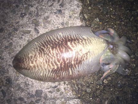 今年初エギング