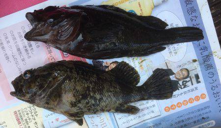 根魚は楽しいです