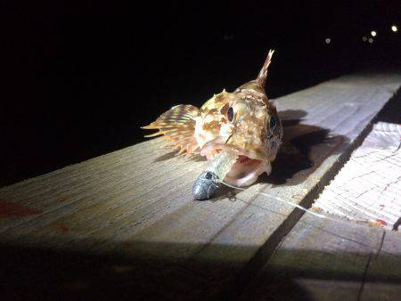 春イカポイント探し