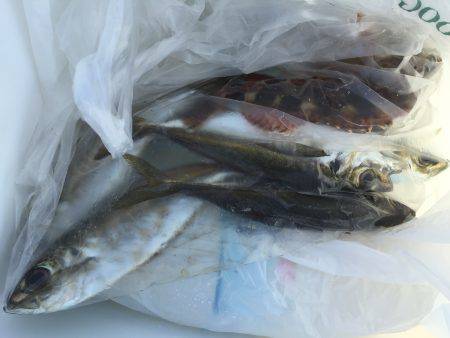 大鯖狙いで不発(^^;;アジ＋オマケ