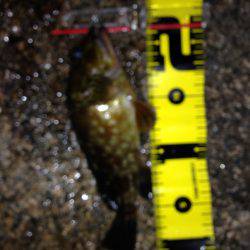 ロックプラッキング