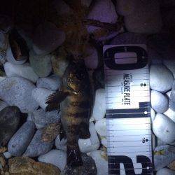 毎度のゴロタフロート