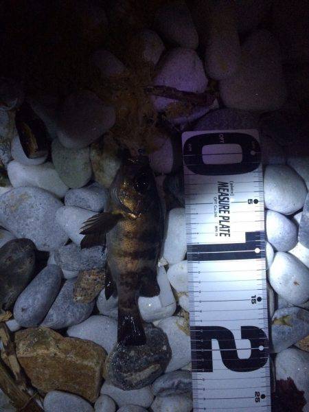 毎度のゴロタフロート