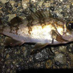 雨の中のメバル調査
