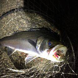 バチはまだかな？