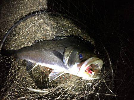 バチはまだかな？