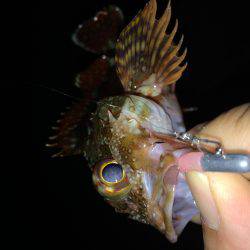 ガシガシガッシーず‼︎