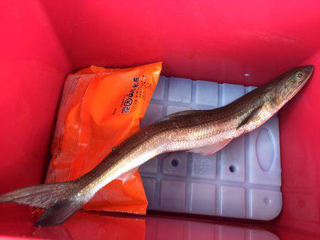 ライトショアジギング初キャッチ！ も…