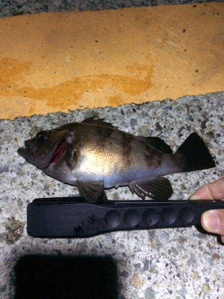 ポーアイメバル