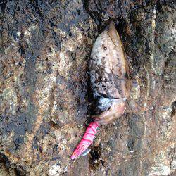 有田の、地磯へ、