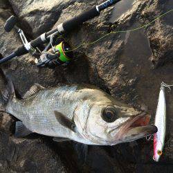 磯ヒラ リベンジ