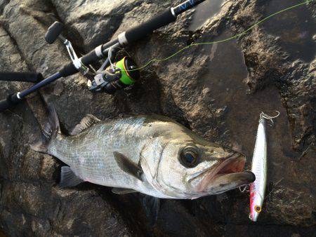 磯ヒラ リベンジ