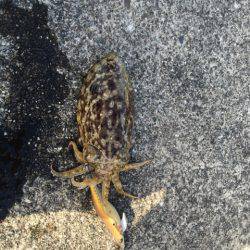 コイツじゃない