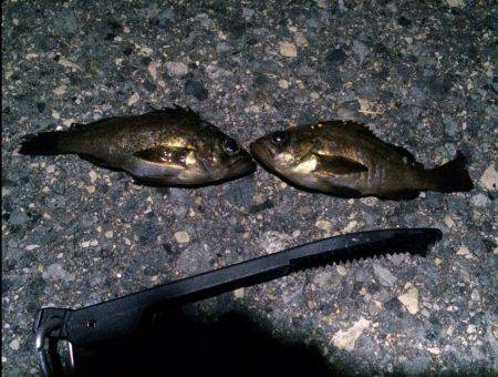 ポーアイ メバリング