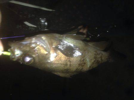 ビギナーズラック☆