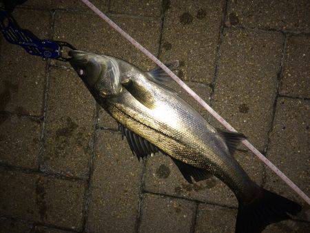 やっぱホームが1番