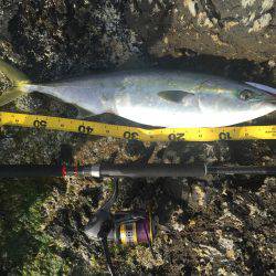 ハマチが釣れました