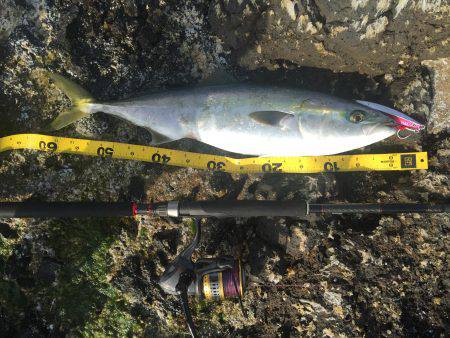 ハマチが釣れました