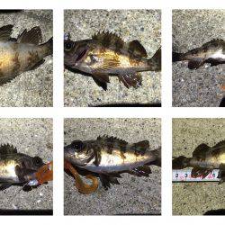 爆釣＼(^o^)／メバル