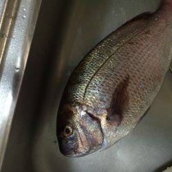 ショアで、、、！！