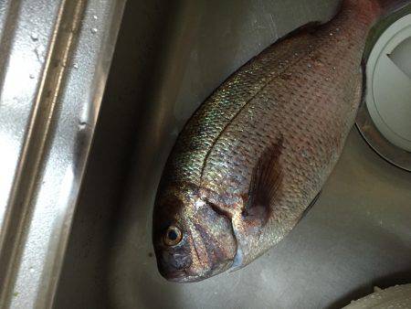 ショアで、、、！！