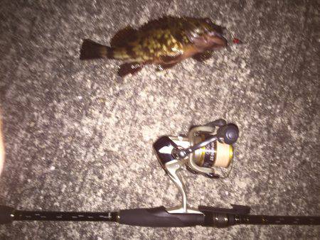 ガシラ20センチオーバー