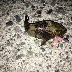 メバルが釣れない！