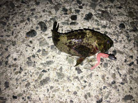 メバルが釣れない！