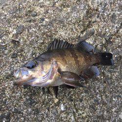 エビ撒き釣り修行