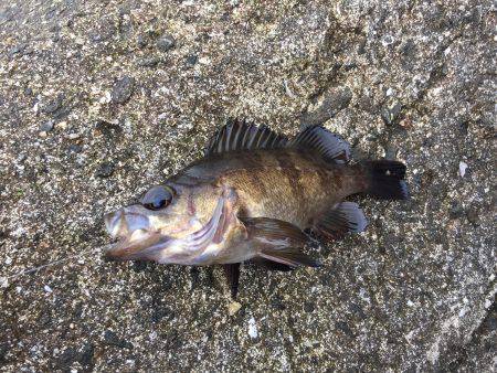 エビ撒き釣り修行