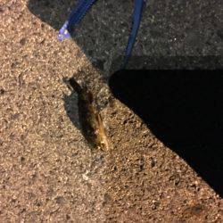 アジに会いたくて〜〜