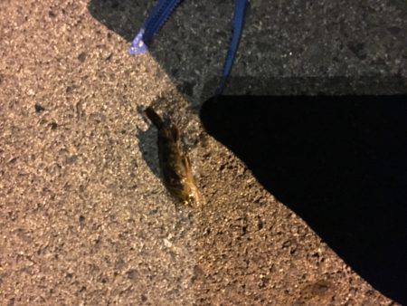 アジに会いたくて〜〜