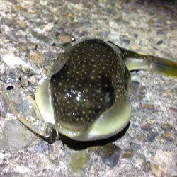 タケノコプラッギング！