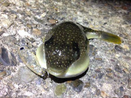 タケノコプラッギング！