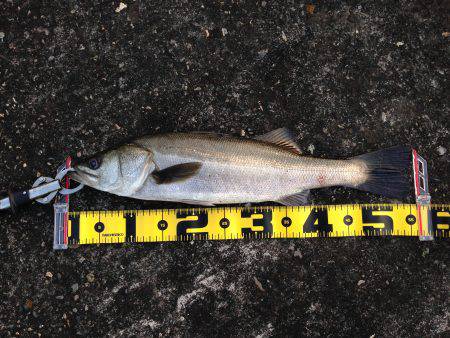 南港でエビ撒き！