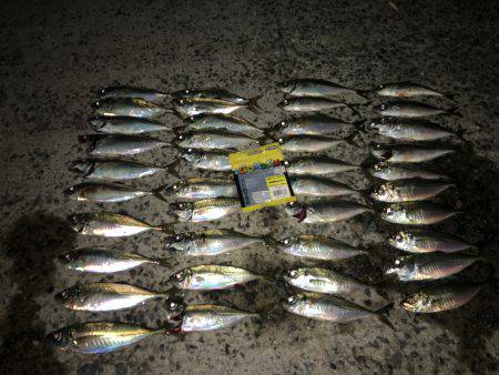 アジのナブラ打ち