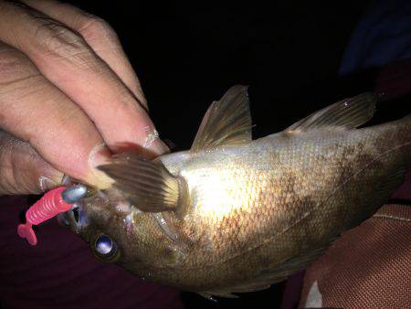 アジ狙いでしたが………σ^_^;