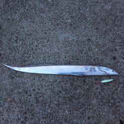 春タチ最高です!