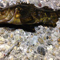 タケノコ狩り第２弾！